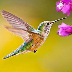 HummingBird Game APK APK