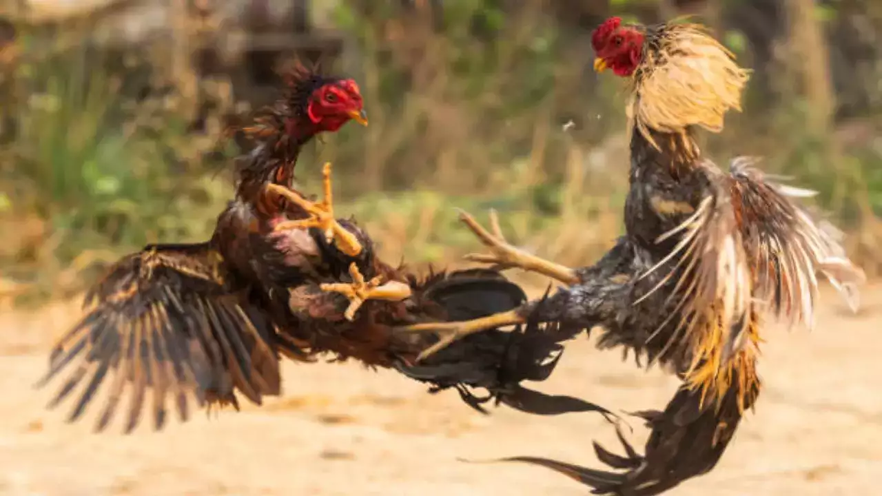 Asian Cockfighting App Download