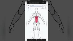 MuscleWiki APK